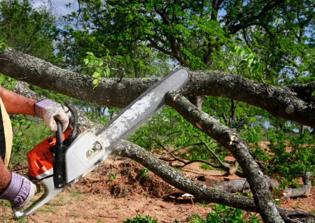 Tree Service Company in Piney Green, NC